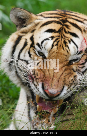 Close-up of tiger, Hengdaohezi Siberian Tiger Park, Hailin, Harbin, province de Heilongjiang, Chine Banque D'Images