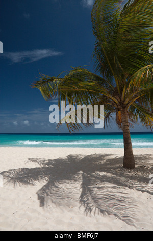 Palmier d'ombre sur la plage de sable à l'écart du Saint-Laurent, de la Barbade, avec ciel bleu, les nuages blancs et la mer d'azur en arrière-plan Banque D'Images