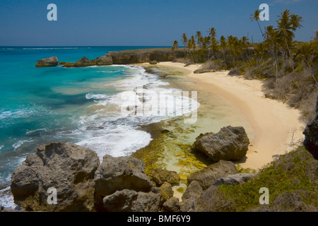 Compartiment inférieur, la Barbade, montrant plage isolée, la mer d'azur, des palmiers, et de roches intéressantes en premier plan et l'eau peu profonde Banque D'Images