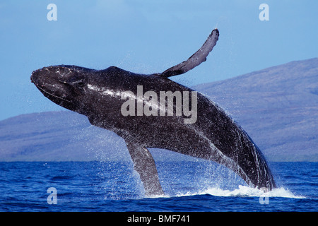 Violations des baleines à bosse avec Lanai en arrière-plan, près de Maui, Hawaii. Banque D'Images