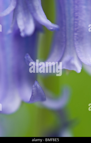 Extreme close up des pétales d'une bluebell. Banque D'Images