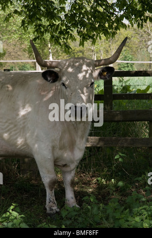 Une vache Bovin dans l'ombre d'un arbre Banque D'Images