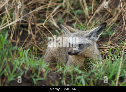 Bat-eared fox, Otocyon megalotis, Kenya, Africa Banque D'Images