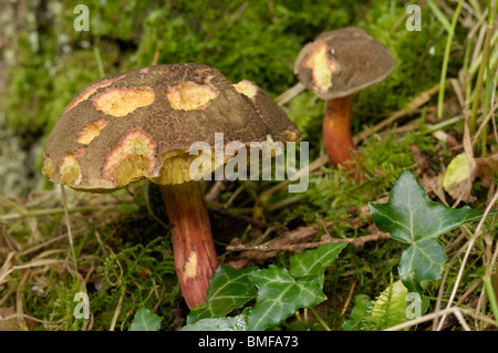 Fissuration rouge Bolet, Boletus chrysenteron, champignons en forêt mixte Banque D'Images