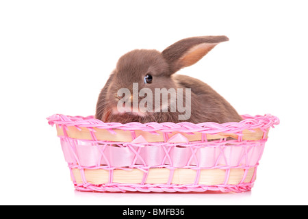 Un petit lapin dans un panier Banque D'Images