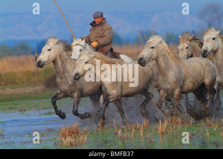 Chevaux Camargue dans le marais ; Camargue, Bouches du Rhône, France Banque D'Images