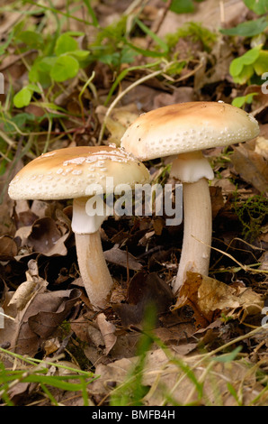 L'Amanita rubescens, blush, champignons en forêt mixte