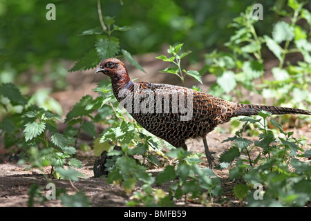 Faisan de Colchide Phasianus colchicus femelle en sous-Bois Soleil UK Banque D'Images