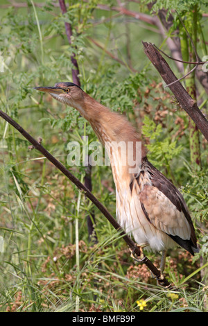 Petite femelle Bittern (Ixobrychus minutus) photographiée sur l'île grecque de Lesvos Banque D'Images
