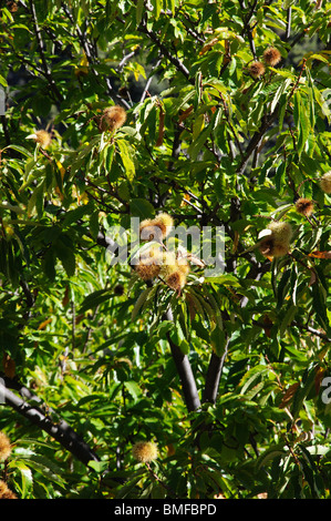 Châtaignes mûres sur l'arbre , Igualeja, Serrania de Ronda, Province de Malaga, Andalousie, Espagne, Europe de l'Ouest. Banque D'Images