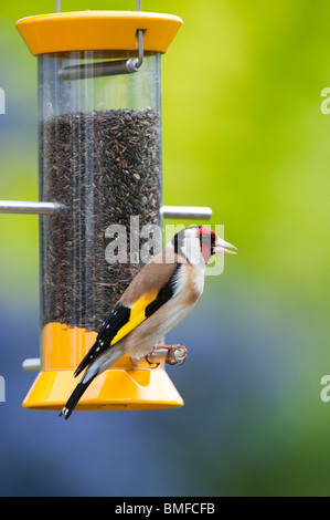 Chardonneret jaune sur un convoyeur d'alimentation des oiseaux nyjer dans un jardin Banque D'Images