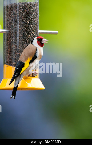 Chardonneret jaune sur un convoyeur d'alimentation des oiseaux nyjer dans un jardin Banque D'Images