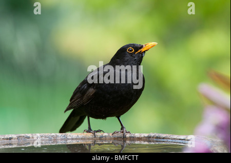 Turdus merula . Blackbird mâle debout sur un bain d'oiseaux Banque D'Images