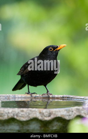 Turdus merula . Blackbird mâle debout sur un bain d'oiseaux Banque D'Images