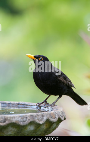 Turdus merula . Blackbird mâle debout sur un bain d'oiseaux Banque D'Images