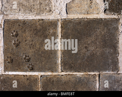 Petites traces d'animaux sur les pierres de la Grande Muraille de Simatai, salon, Chine Banque D'Images