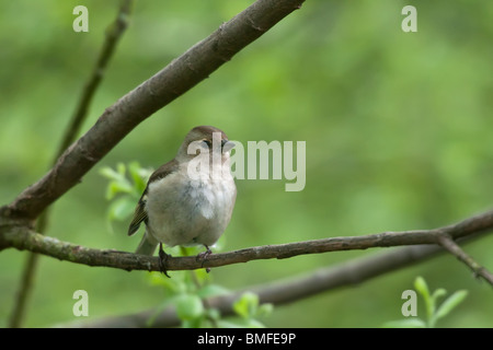 Direction générale de la femme chaffinch sur Banque D'Images