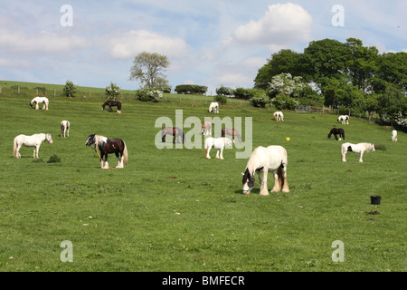 Appleby Horse Fair, Appleby-In-Westmorland, Cumbria, Angleterre, Royaume-Uni Banque D'Images