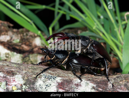 Les Coléoptères (Lucanus cervus Stag) sur le lichen couverts Ash branch Banque D'Images