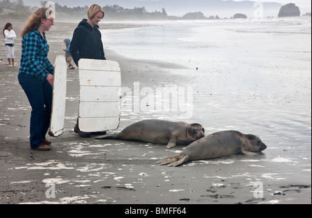 Libérer les bénévoles ont secouru réhabilité 'Steller' les lions de mer '1 an' dans le Pacifique, en Californie. Banque D'Images