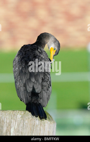 Double-crested Cormorant perché sur un pieux en bois de lissage Banque D'Images