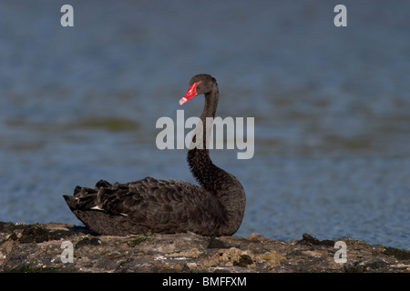 Cygne Noir assis sur un rocher Banque D'Images