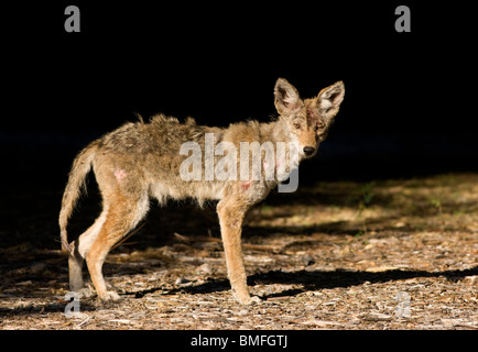 Avec coyote mange Banque D'Images