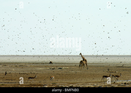 Giraffas, Etosha National Park, Namibie Banque D'Images