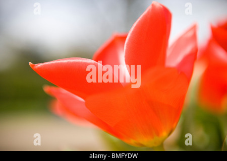 Une tulipe rouge en pleine floraison Banque D'Images