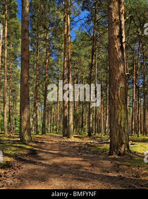 Forêt de pins. Banque D'Images