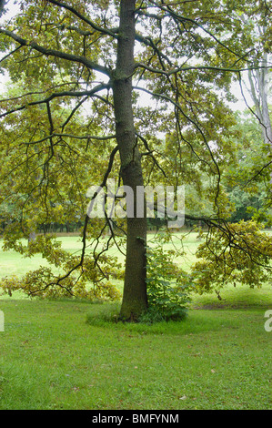 Arbres dans le Prater à allée principale Banque D'Images