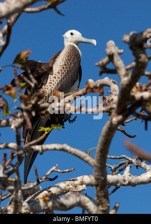 Une frégate juvéniles sur un arbre sur l'île de genovesa dans les îles Galapagos Banque D'Images