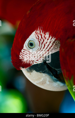 Oiseau perroquet Banque D'Images