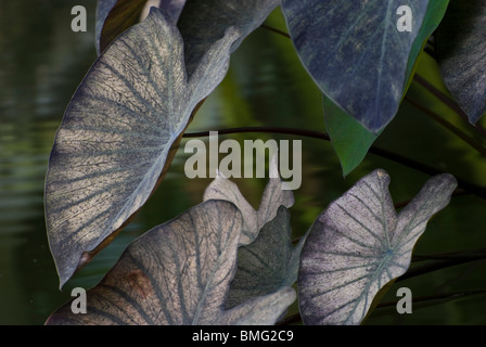 Colocasia esculenta (magie noire) Banque D'Images