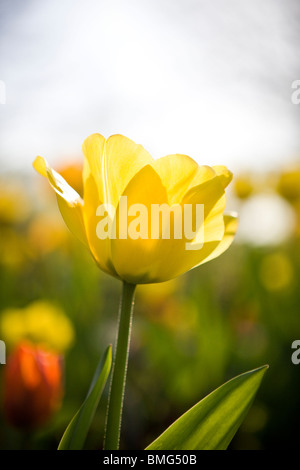 Une tulipe jaune en pleine floraison, Close up Banque D'Images