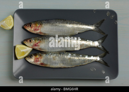 Sardines sur plaque, High Angle View Banque D'Images