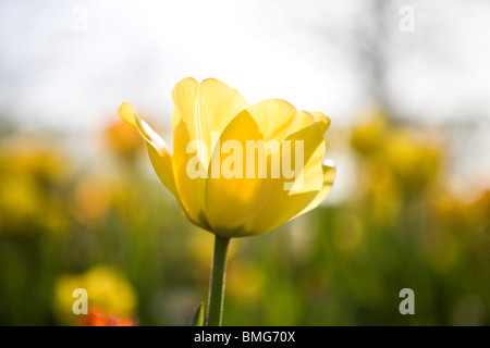 Une tulipe jaune en pleine floraison, Close up Banque D'Images