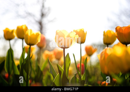Un lit de tulipes jaunes au printemps Banque D'Images