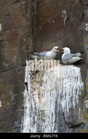 Mouette tridactyle (Rissa tridactyla) pair bonding comportement au niveau de la falaise nest Point Château de Dunstanburgh Angleterre Northumberland Royaume-uni Europe Banque D'Images