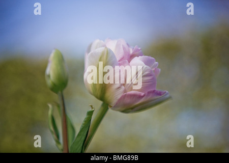 Tulipe double rose en pleine floraison Banque D'Images
