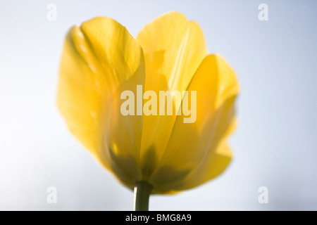 Une tulipe jaune en pleine floraison, Close up Banque D'Images