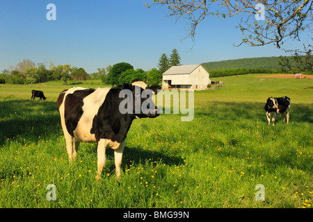 Les vaches, Cavetown, Maryland Banque D'Images