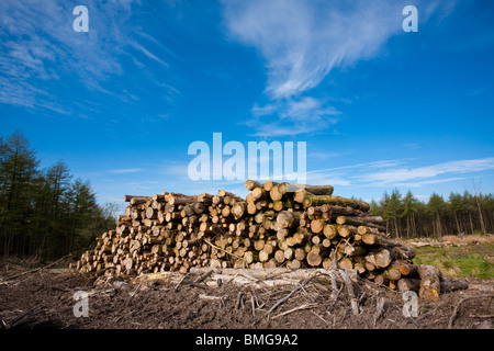 En sciages grumes empilées dans Nether Silton Woods, l'Angleterre, NYM Banque D'Images