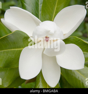 Magnolia grandiflora bloom Banque D'Images