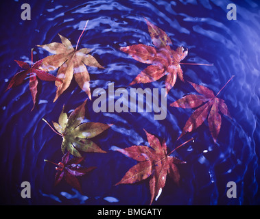 Assortiment de feuilles d'arbres flottent sur l'eau ondulation cool blue Banque D'Images