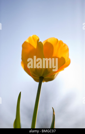 Une tulipe jaune en pleine floraison, Close up Banque D'Images