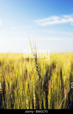 Champ de blé vert, centre de l'Alberta, Canada Banque D'Images