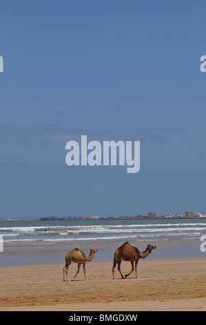 Chameaux sur la plage d'Essaouira Maroc Banque D'Images