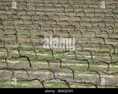 Viñedos en Navarra. España. CAMINO DE SANTIAGO. Vignes en Navarre. L'Espagne. Chemin de Saint Jacques. Banque D'Images