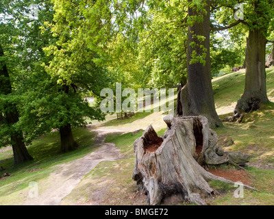 Bradgate Country Park dans le Leicestershire, Angleterre, Royaume-Uni Banque D'Images